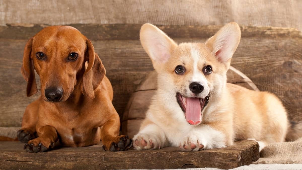 Corgi Wiener Dog Mix – A Loyal and Playful Family Pet