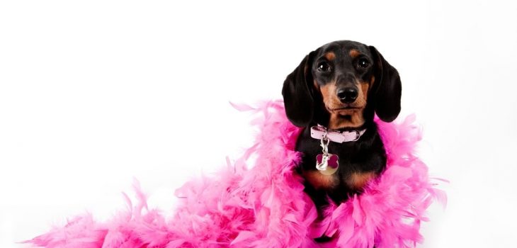 176 Amazing Girl Wiener Dog Names Your Dachshund Princess Will Happily Respond To