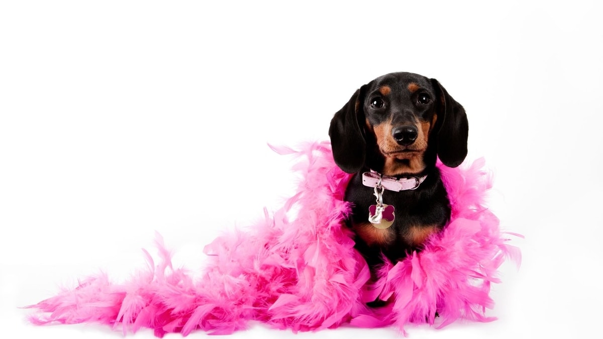 176 Amazing Girl Wiener Dog nennt Ihren Dackel Princess Love