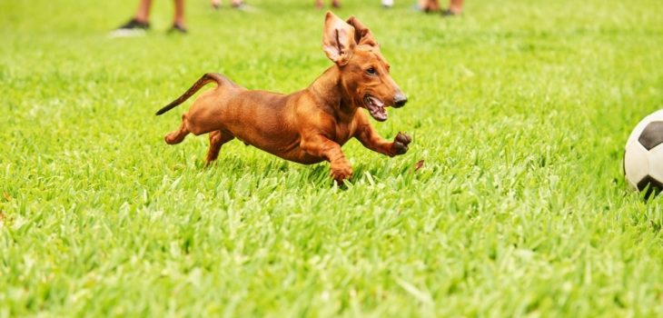 Are Wiener Dogs Hypoallergenic?