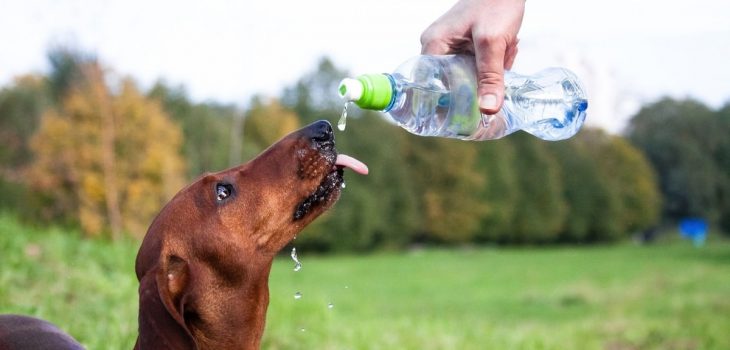 Can Dogs Drink Gatorade For Dehydration?