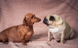 Daug – The Fascinating Wiener Dog and Pug Mix