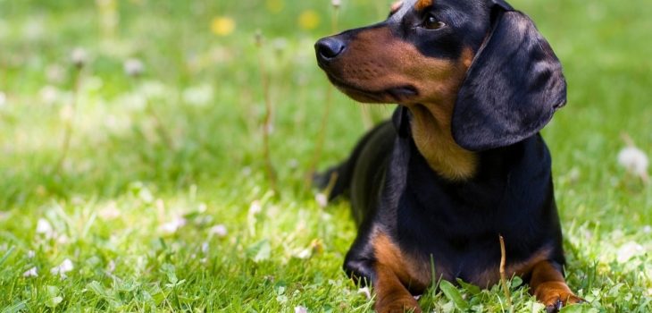 Full Size Dachshund vs Mini Dachshund – 4 Remarkable Differences