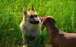 German Shepherd Mixed With Wiener Dog – A Magical Combination