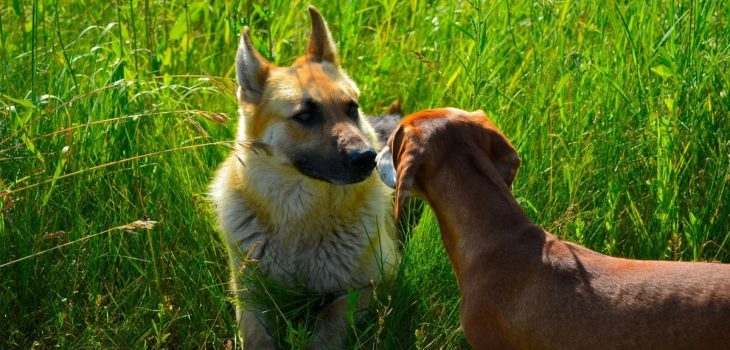 German Shepherd Mixed With Wiener Dog – A Magical Combination