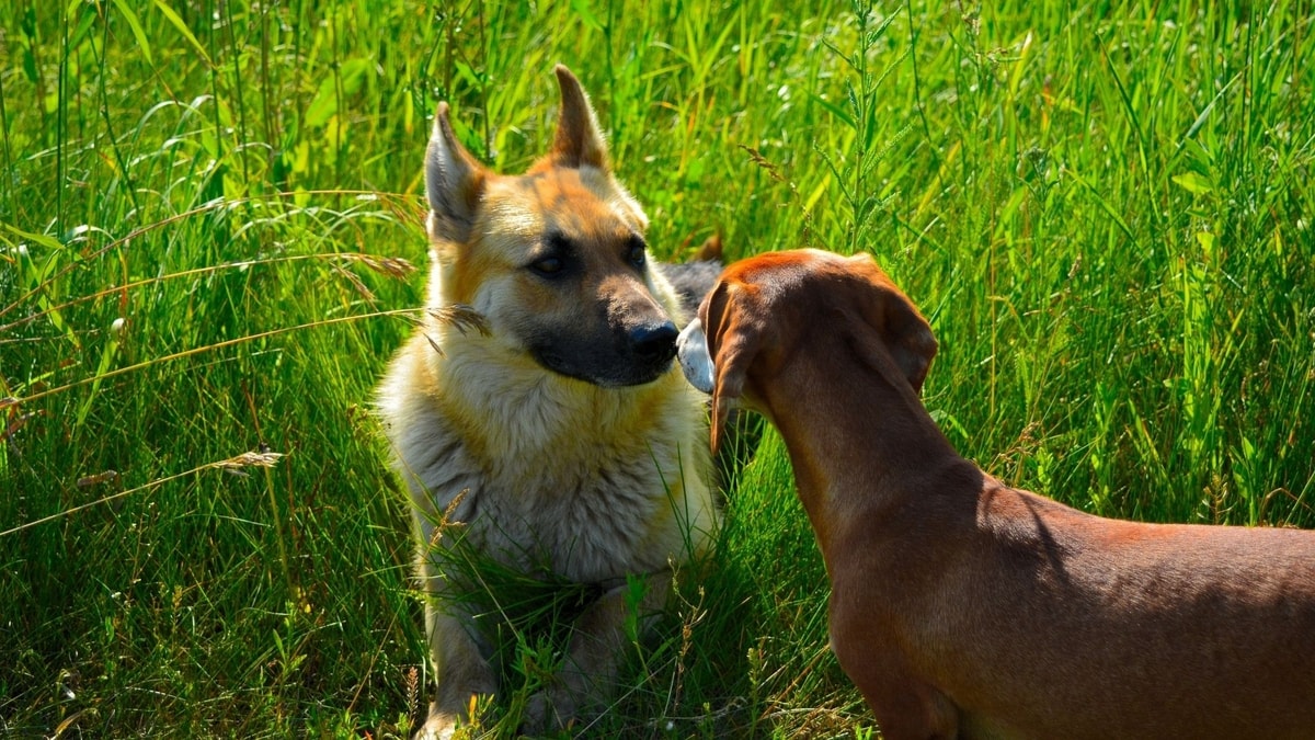 dachshund mix with german shepherd