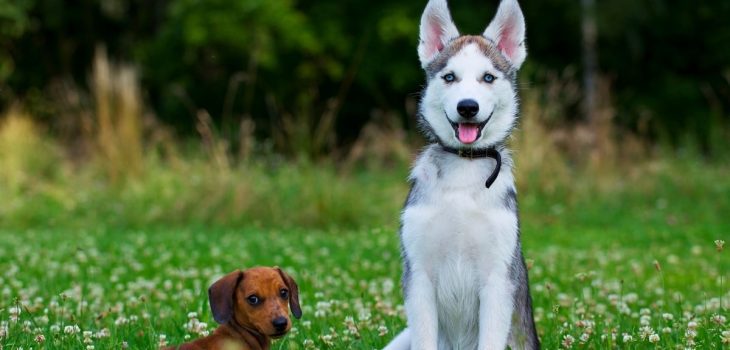 Introducing – The Husky and Wiener Dog Mix and All Its Magic