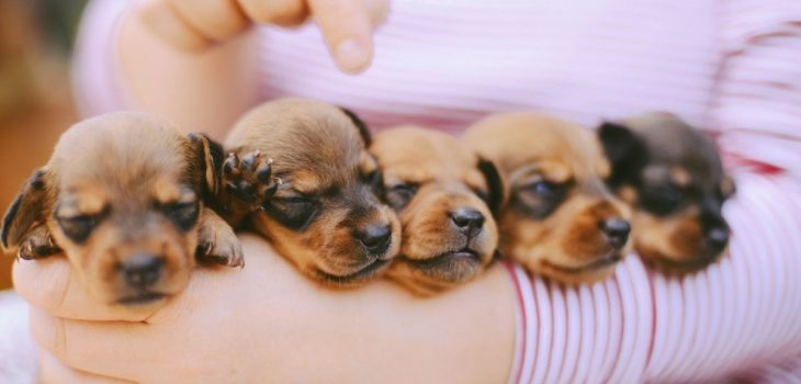 Mini Dachshund Puppy Names – 300 Big Names For Your Little Dog
