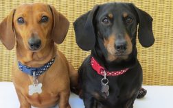 The Difference Between Doxin and Dachshund – Are There Any?