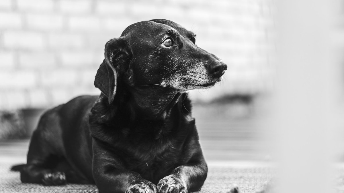What is the average lifespan of a miniature dachshund?