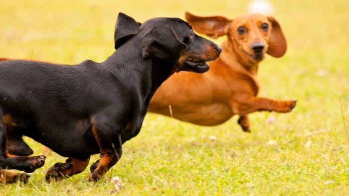 are dachshunds hypoallergenic