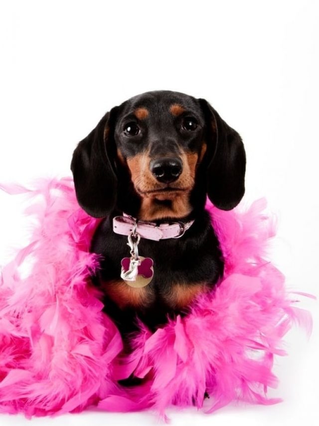 Girl Wiener Dog Names - Sweet Dachshunds