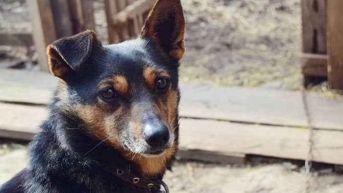 daschund german shepherd mix