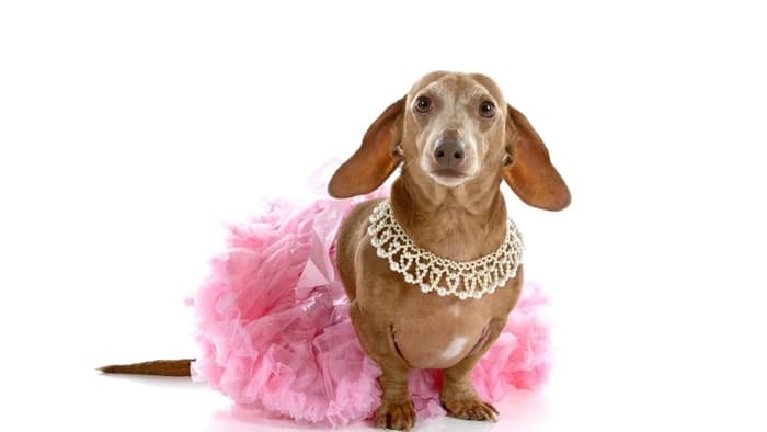  female wiener dog names