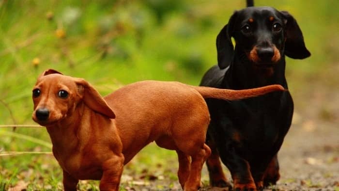 miniature dachshunds