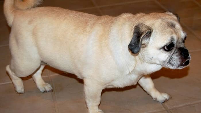 pug mixed with wiener dog