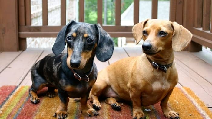 Difference between dachshund and best sale mini dachshund