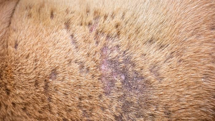  Acanthosis Nigricans in Dogs