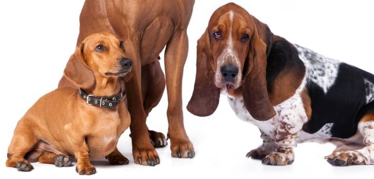 Basset Hound Wiener Dog Mix – The Awesome Basschshund