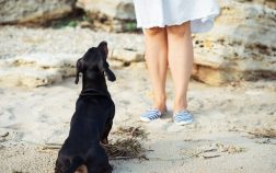 Dachshund Loyalty To One Person – How Serious Is It?