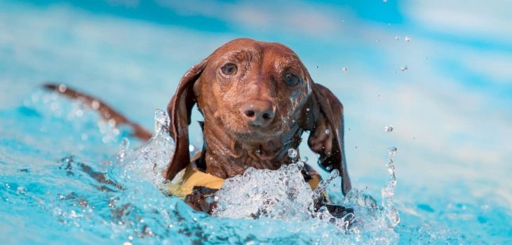 Do Dachshunds Like To Swim and Are They Good At It?