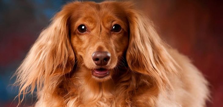 Do Long Haired Dachshunds Shed A Lot And How To Deal With It?