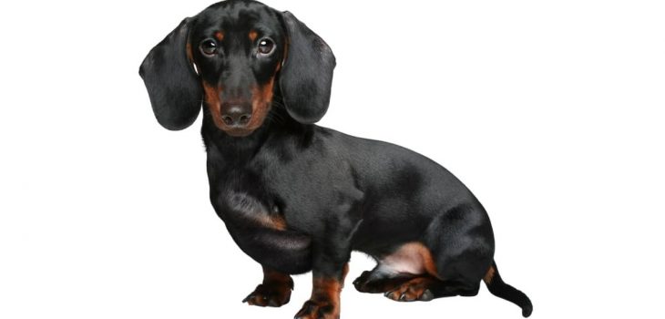 How Much Should A Mini Dachshund Weigh and How Does That Compare To Standard Dachshunds?