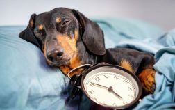 Life Expectancy Of Dachshund Dogs and How Does It Compare To Other Breeds