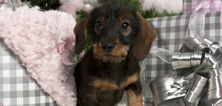 Over 150 Funny Wiener Dog Names For Your Amazing Dachshund Pup