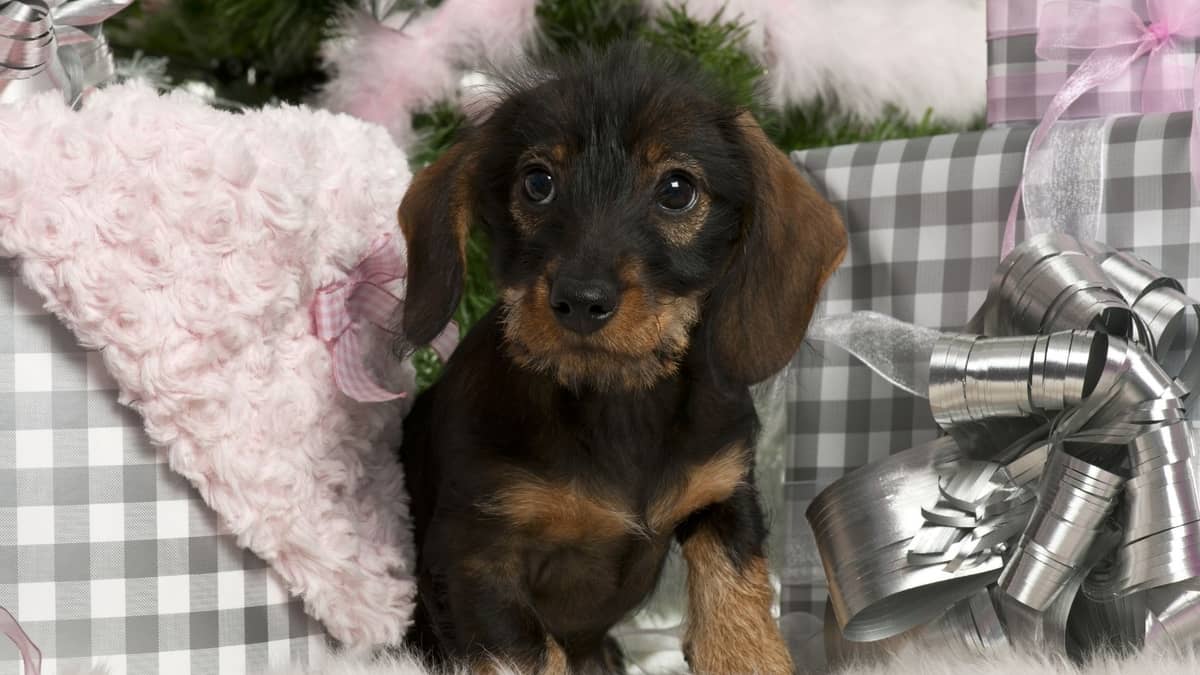 Over 150 Funny Wiener Dog Names for Your Amazing Dachshund Pup