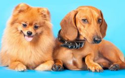 Pomeranian Weenie Dog Mix – The Amazing Dameranian