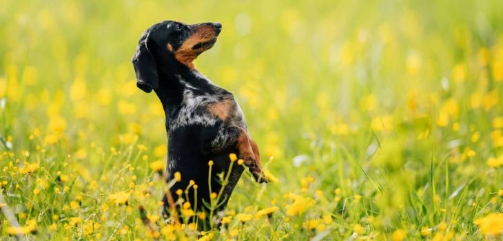 What Are The Main Dachshund Hind Leg Problems and What Can You Do About Them?
