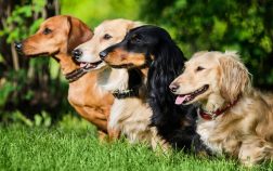 What Is A Group Of Dachshunds Called – 15 Awesome Ideas!