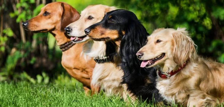 What Is A Group Of Dachshunds Called – 15 Awesome Ideas!