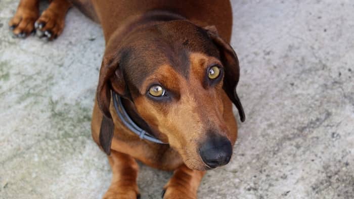  basset hound dachshund mix