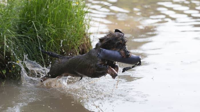  can dachshunds swim