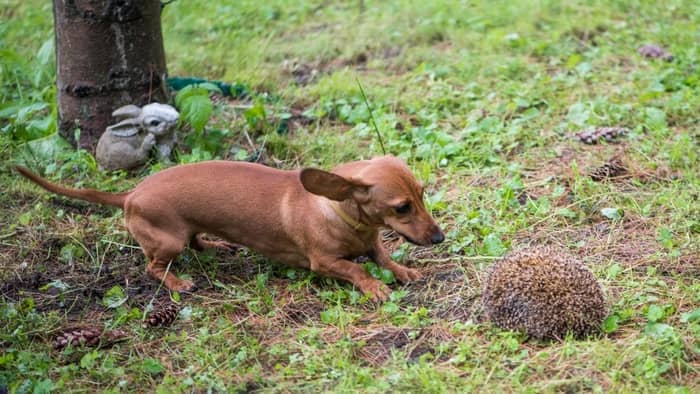 dachshund hunting