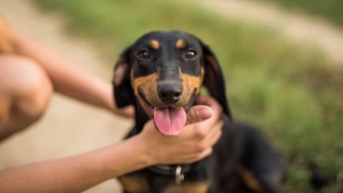  dachshund love