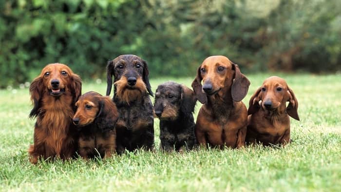 do smooth haired dachshunds shed