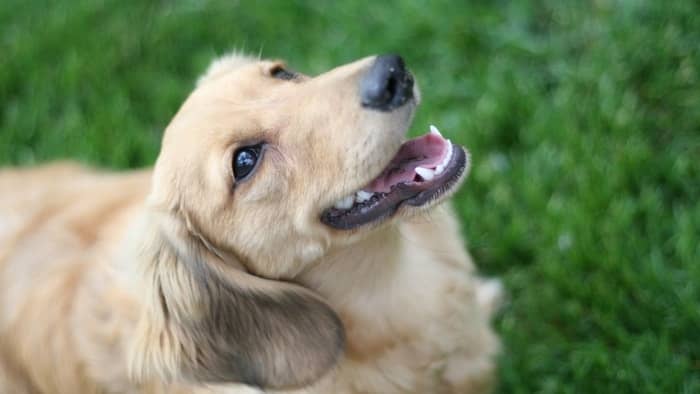 english cream duchshund