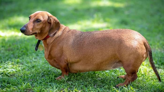  fat dachshund