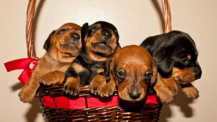 Over 150 Funny Wiener Dog Names for Your Amazing Dachshund Pup