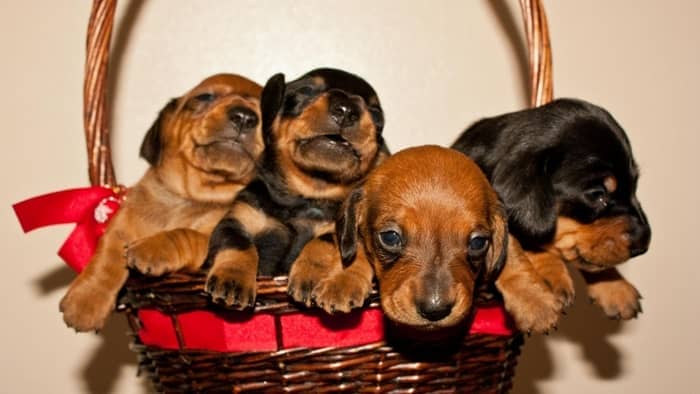  funny weiner dog names