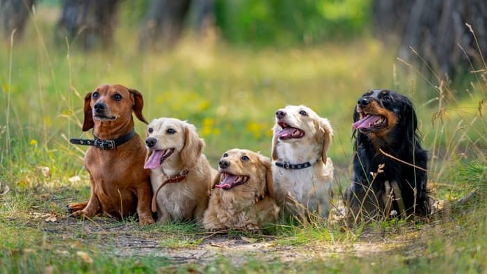  herd of dachshunds