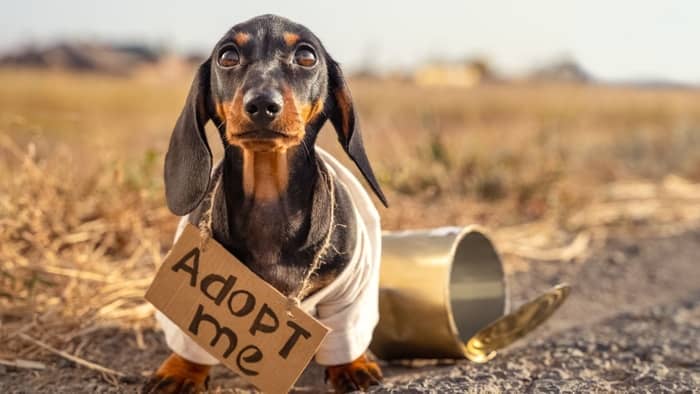 How Much Do Wiener Dogs Cost In Pet Stores And Breeders?