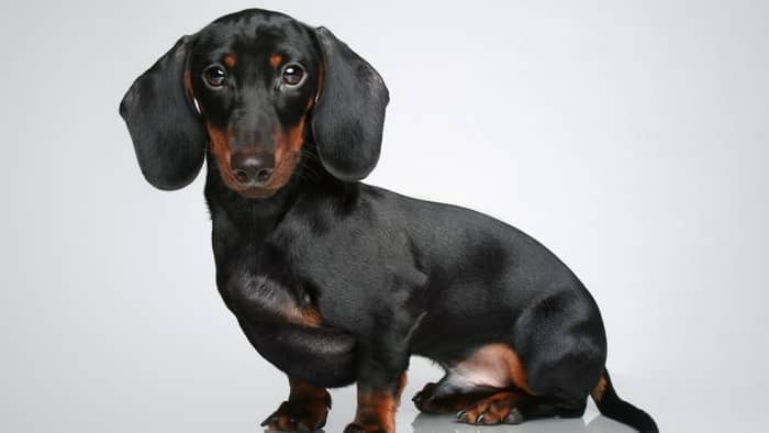  mini dachshund prices