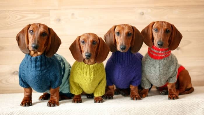  pack of dachshunds
