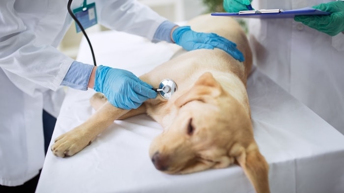  vet dog healthcare