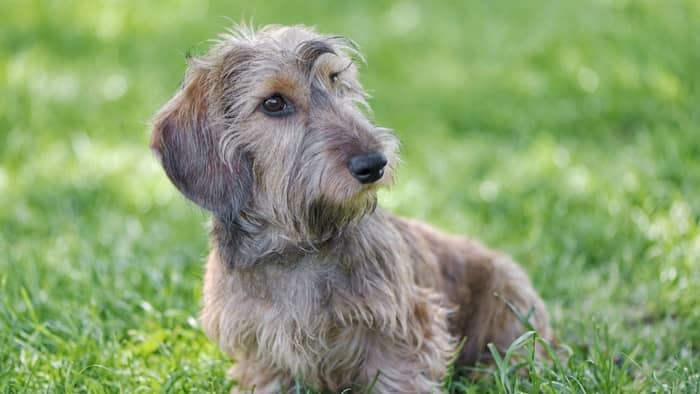  wire haired dachshund