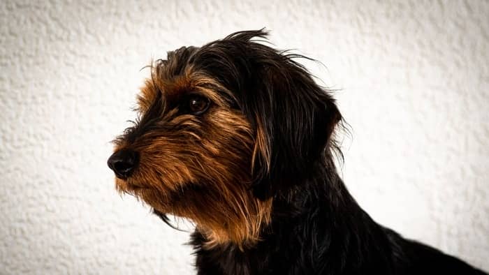 different types of yorkie mixes